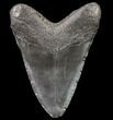 Large, Fossil Megalodon Tooth - Georgia #80079-2